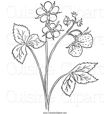 Plant Drawing Black And White at PaintingValley.com.